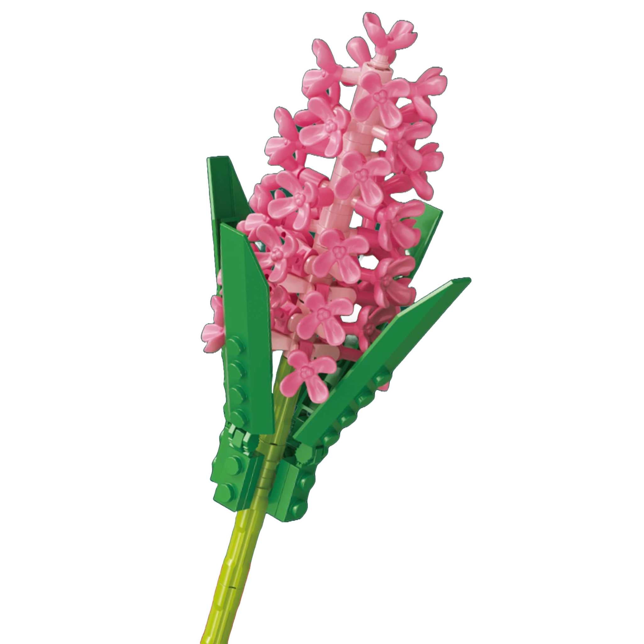 601282 - Hyazinthe (Sembo)